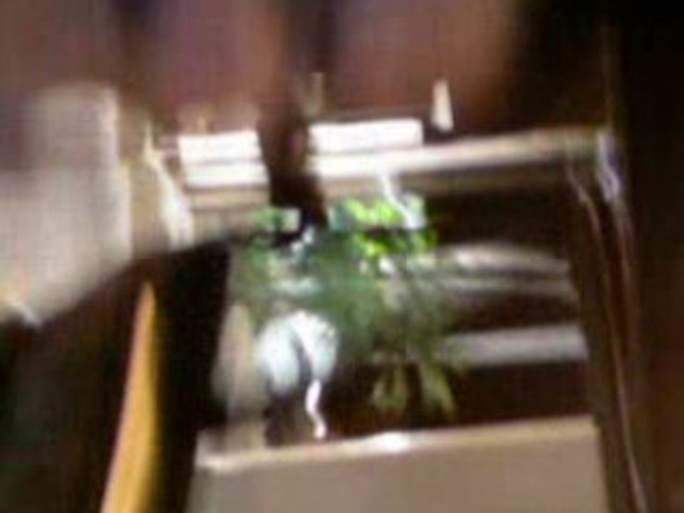 Video-0013