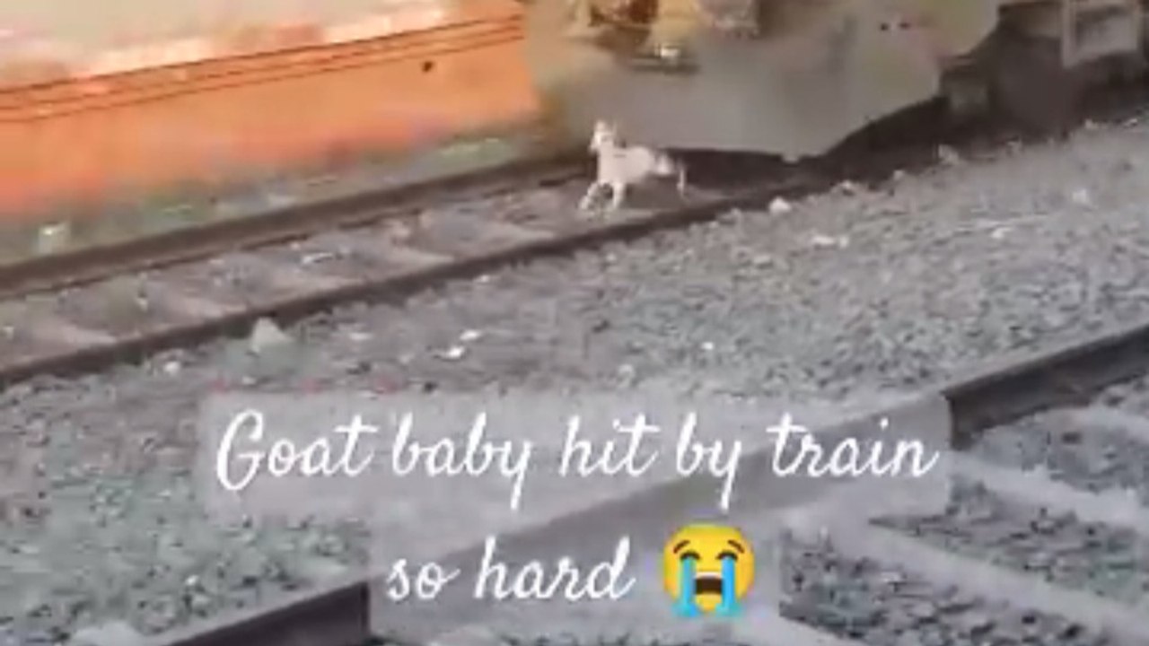 Unbelievable scene on railway track! Will the baby goat survive? 🚂