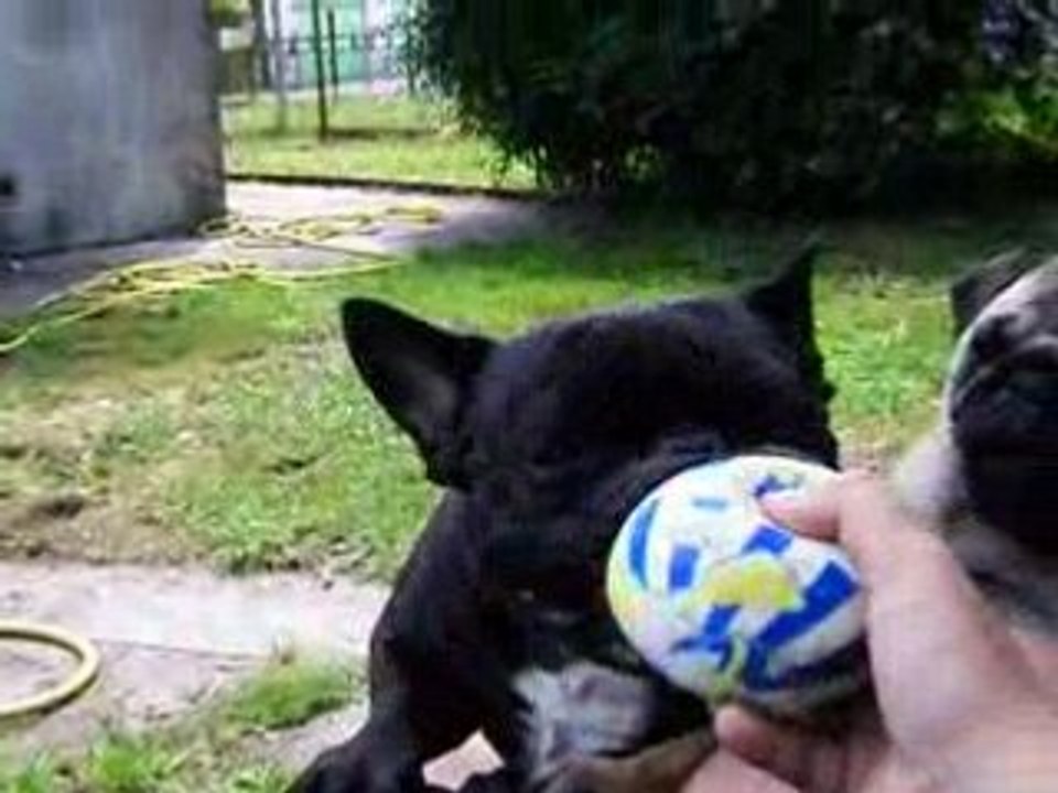 Jeux des chiens  bourrins