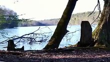 Bird Sounds & Woodpecker for Relaxation | Old Beech Forest Lakeshore