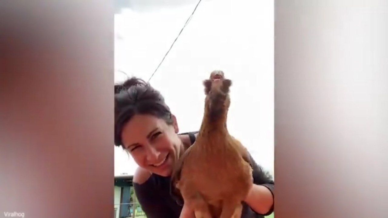 🏆 Funniest Farm Animals 😂 Funny Farm Animal Videos