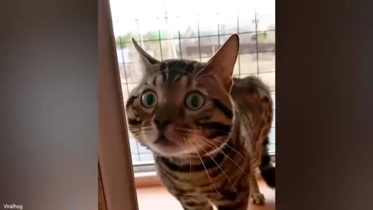 Funniest Animal Videos 😂 When Animals Are at Their Funniest