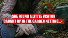 She Found a Tiny Hedgehog Trapped… Then This Happened 🦔❤️