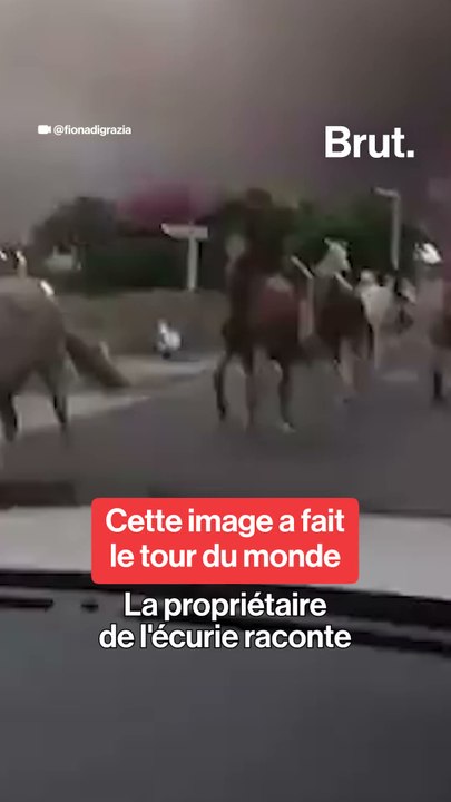 Elle raconte l'évacuation des chevaux de Biscarrosse