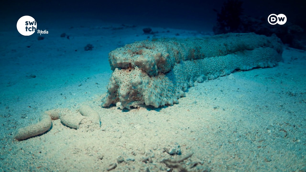 Hidden battles beneath the waves || DW's EcoAfrica