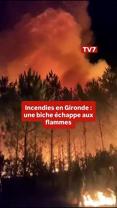 Une biche sort des flammes lors de l'incendie en gironde