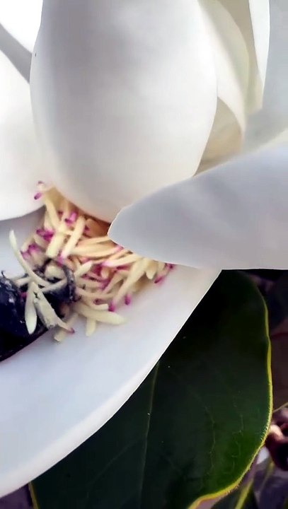 Bain de pollen pour une abeille