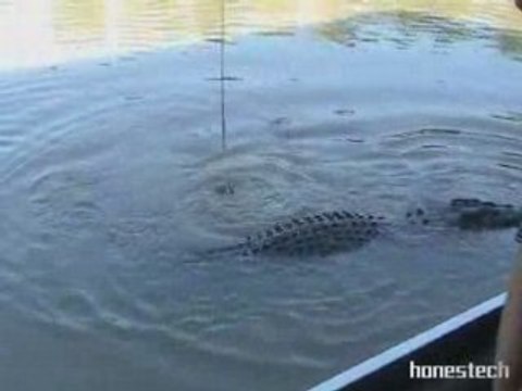 Darwin et crocodile dans le Norther Territory