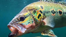 Canibal dos Rios | Os Segredos da Fauna Aquática