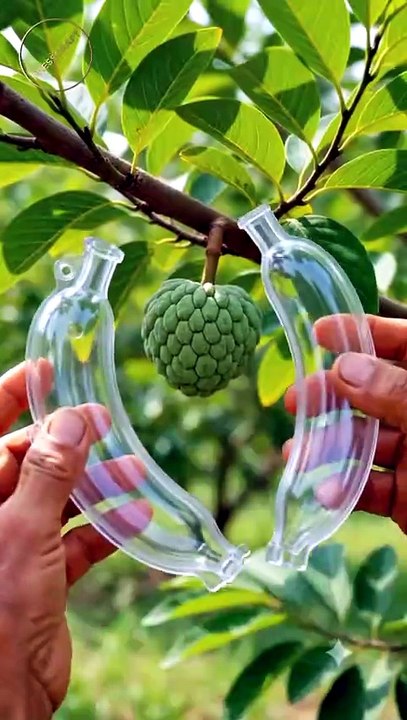 Amazing Banana-Shaped Custard Apple Growing Time-Lapse | 4K #Timelapse #Farming #FruitTransformation