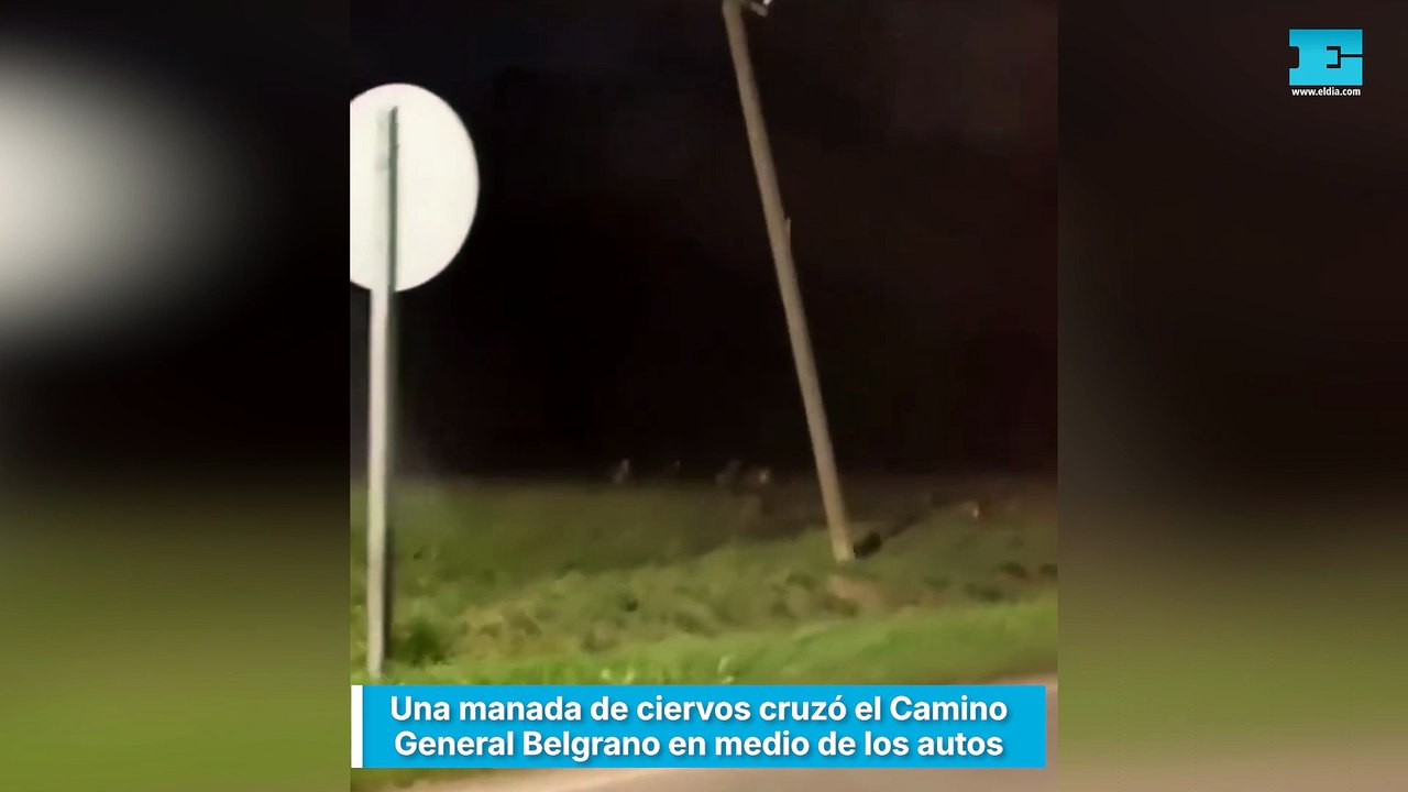 Una manada de ciervos cruzó el Camino General