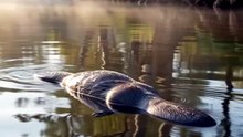 Platypus : The extraordinary egg-laying mammal with a duck-like bill