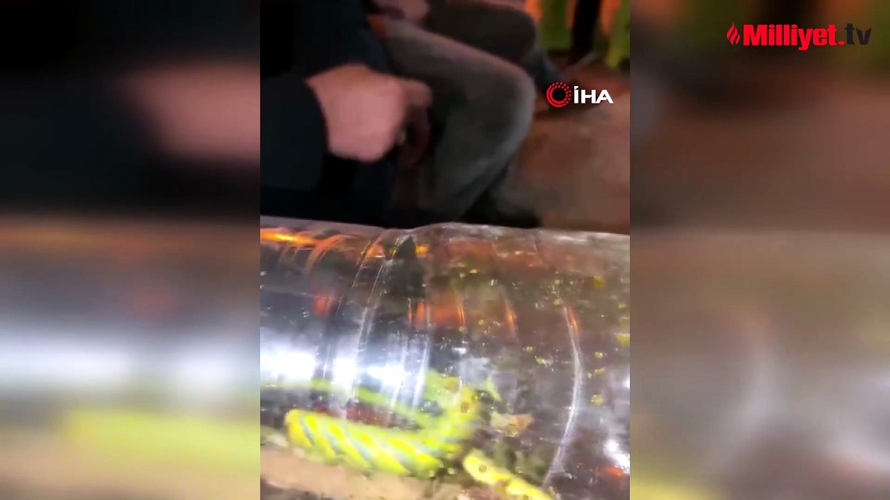 Rize'de ortaya çıkan dev tırtıl panik yarattı! Uzunluğunu gören şoke oldu