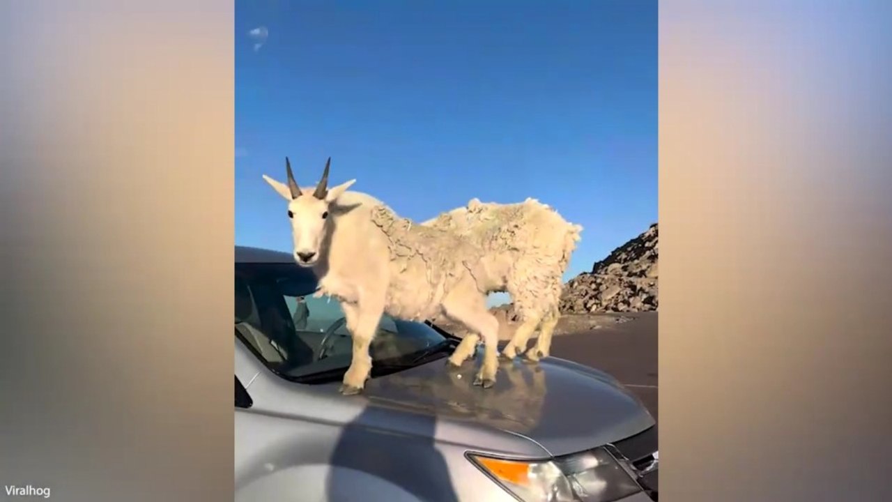 ✅ Funniest Animal Videos 😂 Just When You Think You've Seen It All