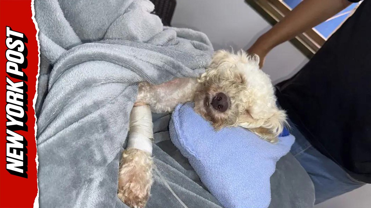 Miracle Dog Found Alive 29 Days After Deadly Earthquake