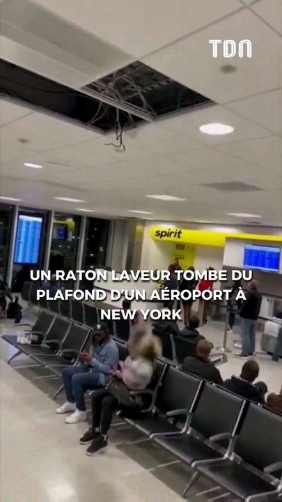 raton laveur aéroport New York