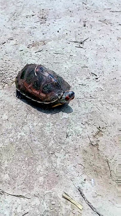 Turtle baby