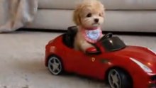 ¡Súbete, te invito a dar una vuelta por el barrio! 🏎️💨#dogs #perritos #puppy #pets