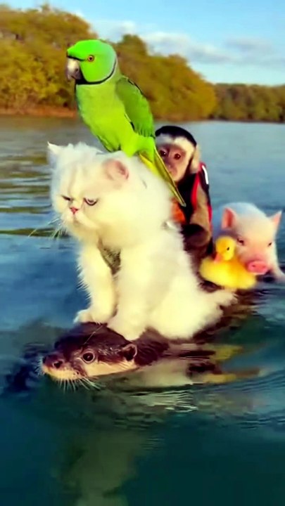 Cute cat