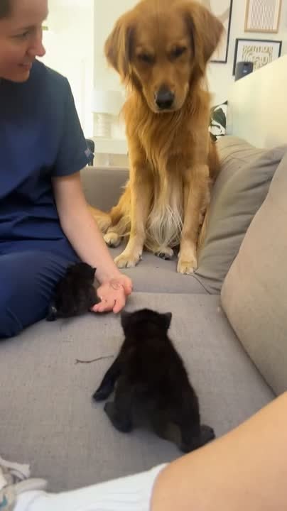 Dog Gets Increasingly Startled by Three Kittens