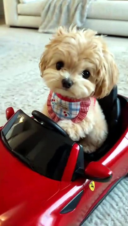 ¡Súbete, te invito a dar una vuelta por el barrio! 🏎️💨#dogs #perritos #puppy #pets