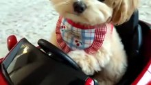 ¡Súbete, te invito a dar una vuelta por el barrio! 🏎️💨#dogs #perritos #puppy #pets