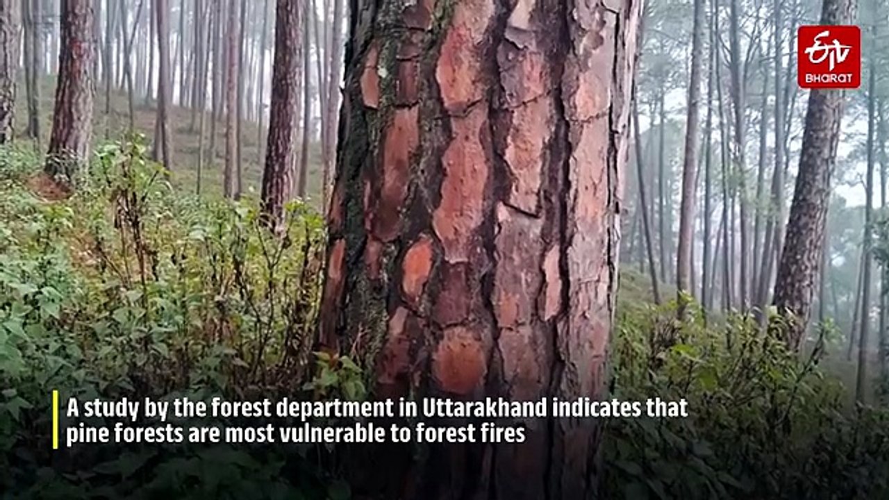 Pine Forests Most Vulnerable To Forest Fires In Uttarakhand, Claims Study