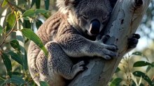 Koala : The sleepy eucalyptus lover with a peaceful tree-top life