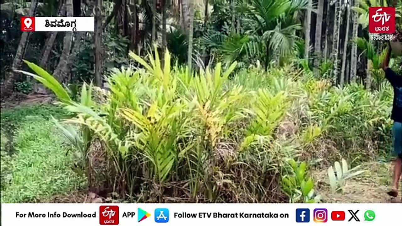 ಮಲೆನಾಡಿನಲ್ಲಿ ಅಡಕೆ ಸಸಿಗೆ ಡಿಮ್ಯಾಂಡಪ್ಪೋ ಡಿಮ್ಯಾಂಡು: ಒಂದು ಸಸಿಗೆ ₹90 ರಿಂದ ₹120 ದರ!