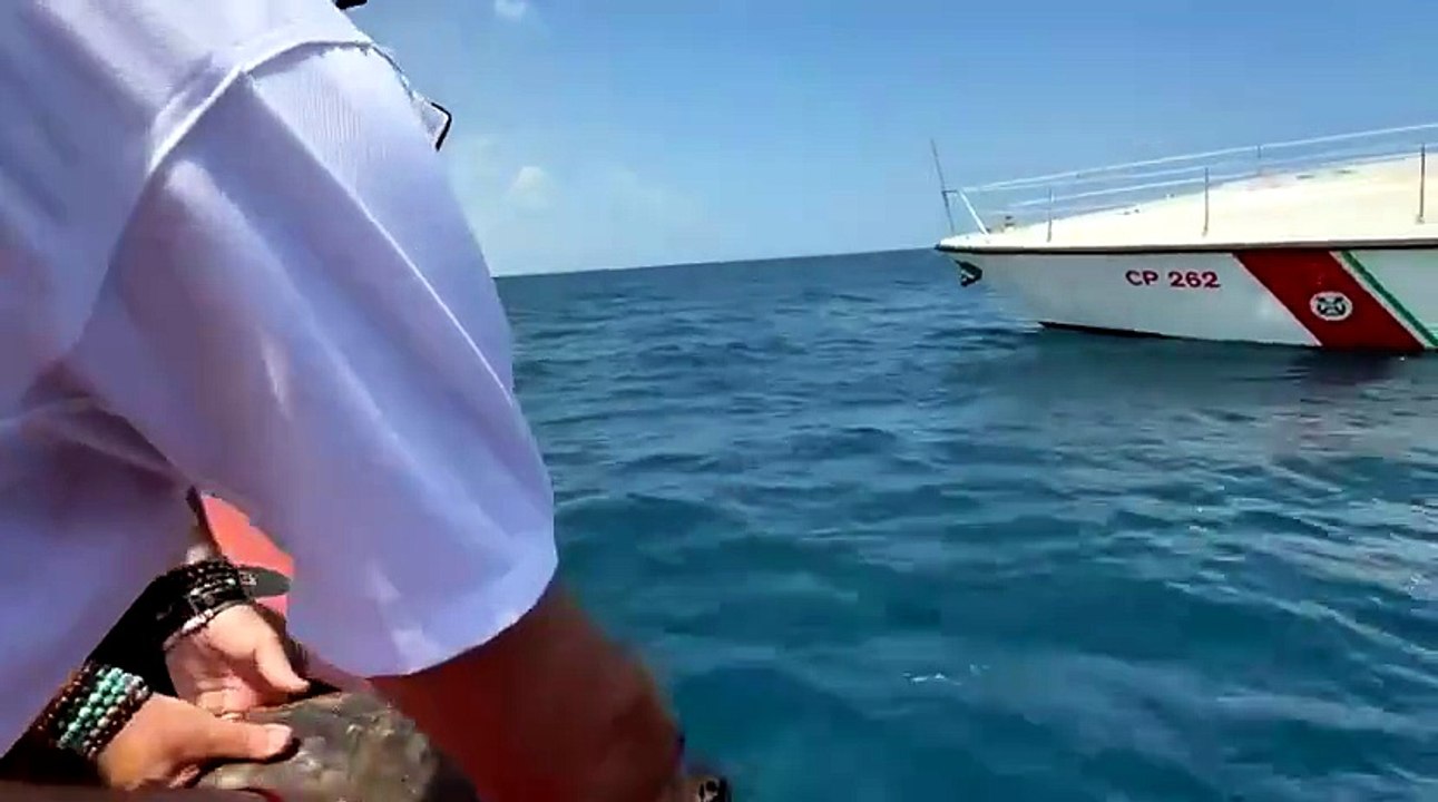 Due tartarughe marine liberate a largo di Bari - Two sea turtles released off the coast of Bari