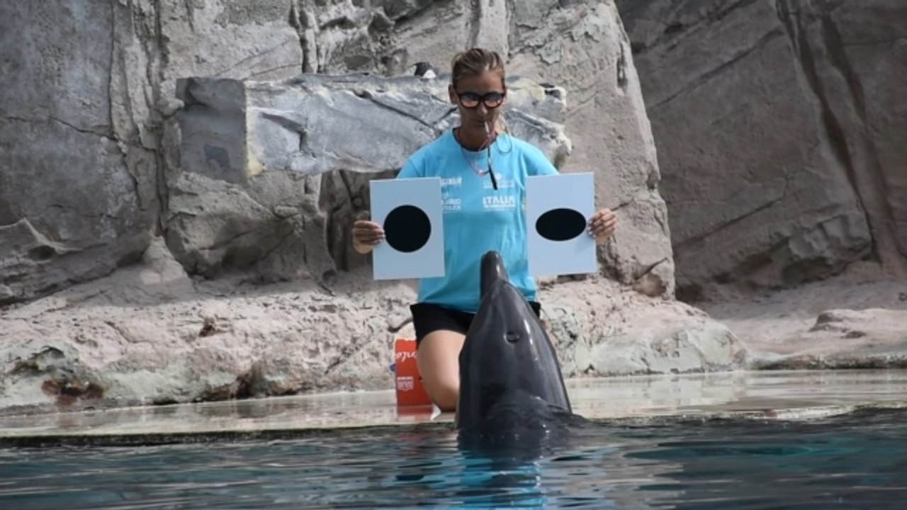 I delfini riconoscono le figure geometriche: il video. La ricerca al parco Oltremare di Riccione