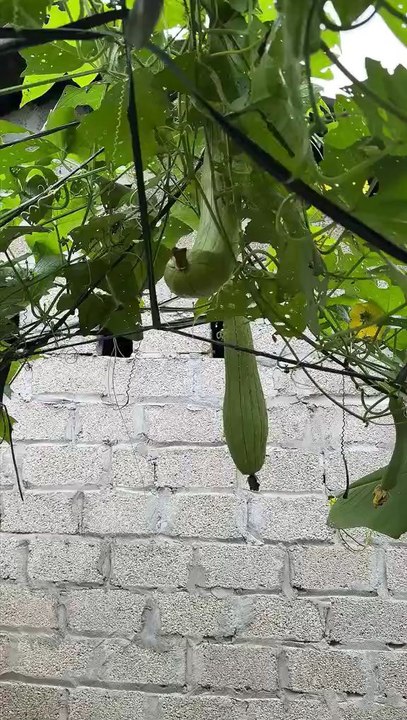 Squach?peper