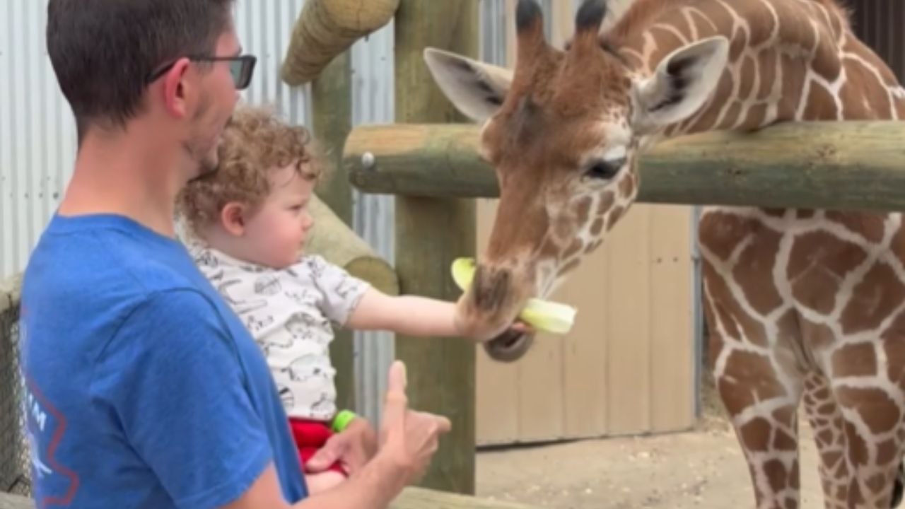 Giraffe Treat Time Gets A Little Too Close