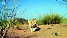 Chat des sables : le redoutable chasseur de vipères du désert !