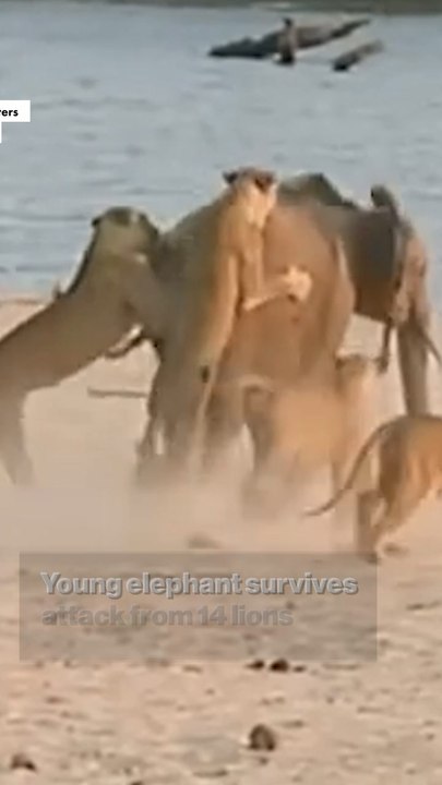 Elephant Surrounded by Hungry Lions Turns the Tables | Viral Flashback
