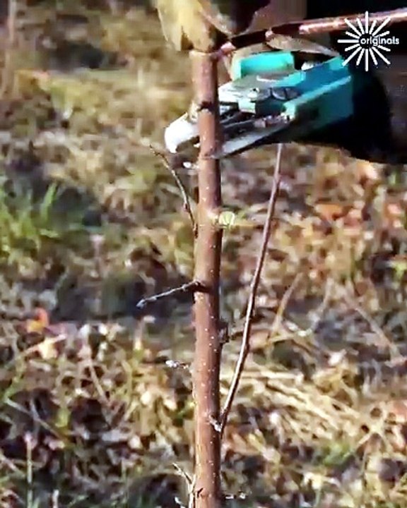 Make sure to save this video for when the grafting season comes!