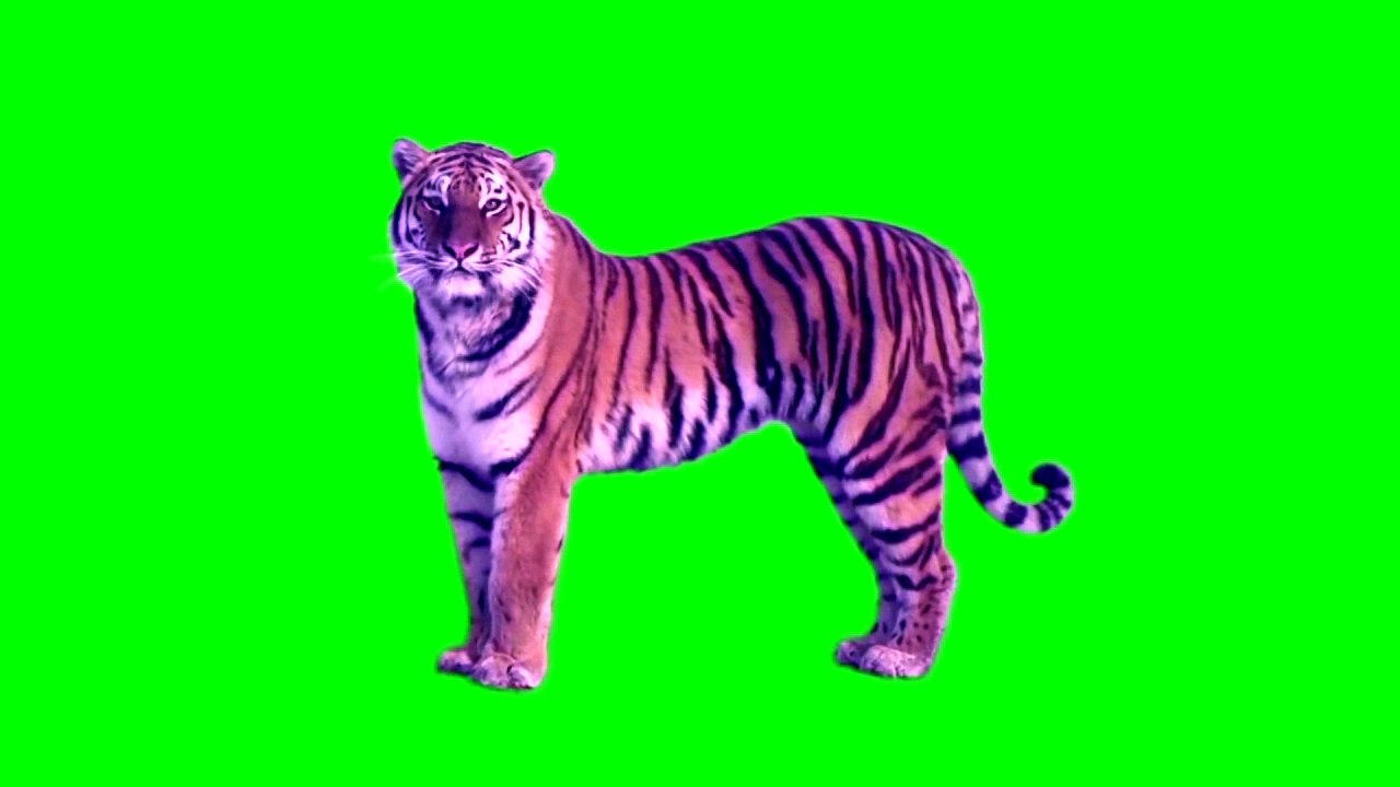 GREEN SCREEN TIGER