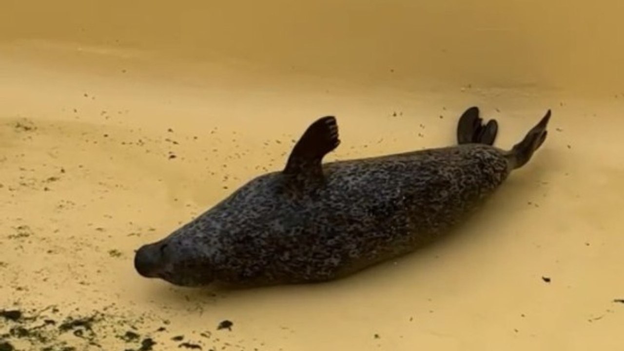 Cute Seal