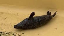 Cute Seal