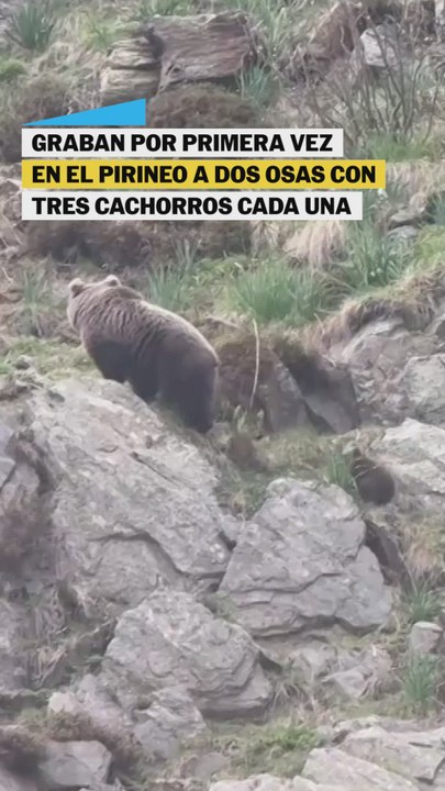 Los osos cachorros que fueron vistos en el Pirineo junto a sus madres