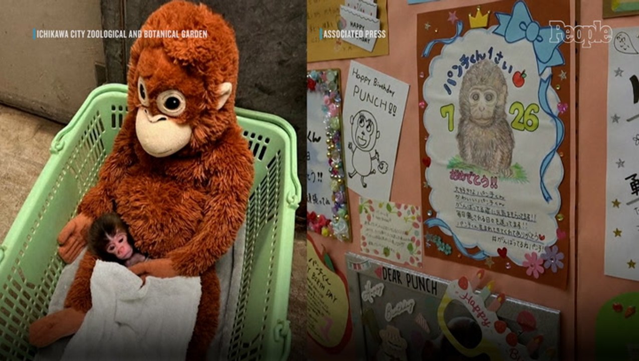 Punch the Monkey Receives Over 2,500 1st Birthday Cards After a Year of Overcoming Loneliness