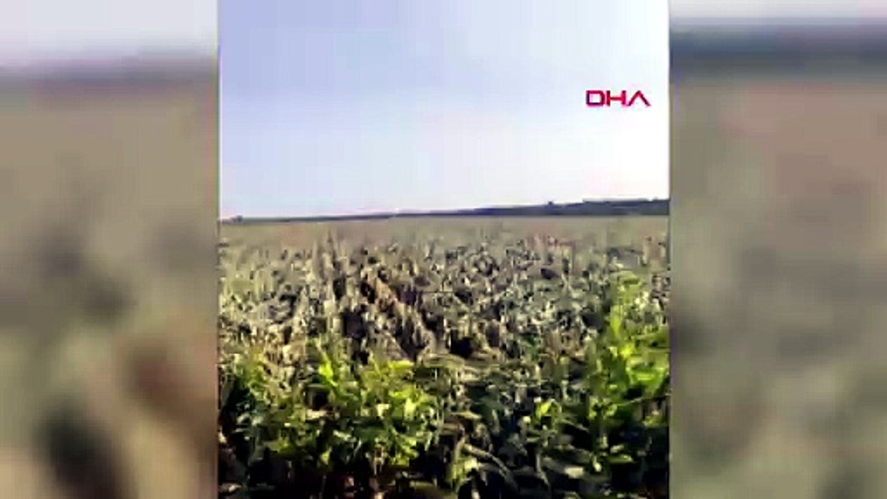 Fırtına tarlaları yere serdi! 3 bin dönüm mısır zarar gördü