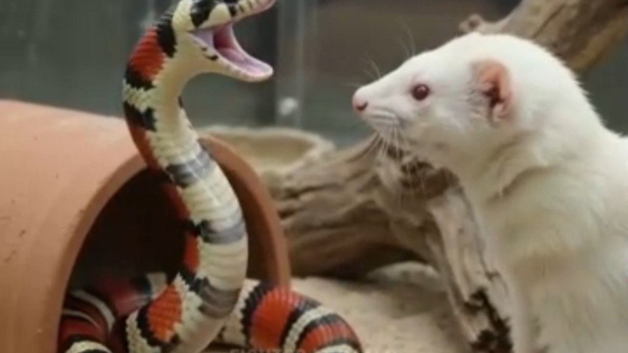 Ferret vs Snake: Unexpected Terrarium Friendship