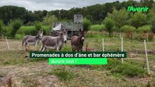 Promenades à dos d'âne et bar éphémère durant tout l'été à Braives
