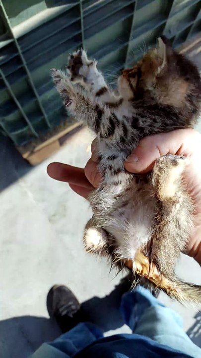 sweet baby cat