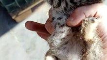sweet baby cat
