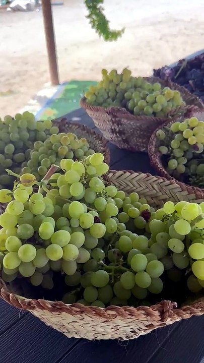 UAE-grown grapes: Farmer produces 10,000 grapevines in RAK mountains