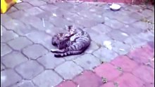 Baby cats and mother