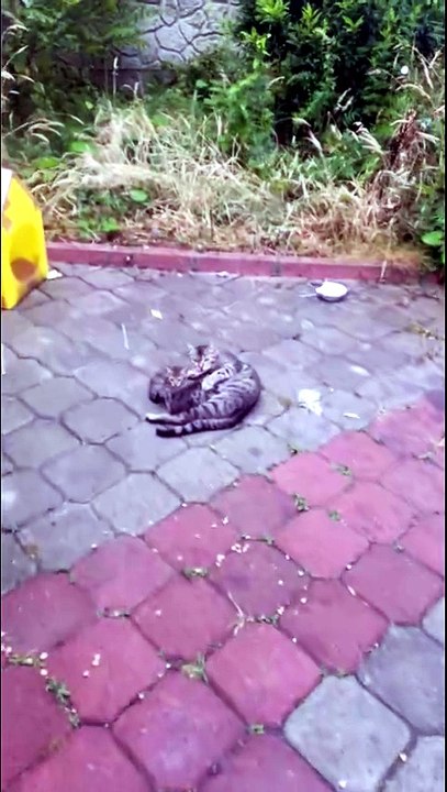 Baby cats and mother