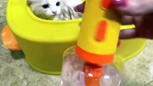 Cats bath timee. . 😸😸😸